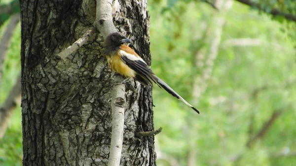 Oiseau Assis Sur Branche — Photo