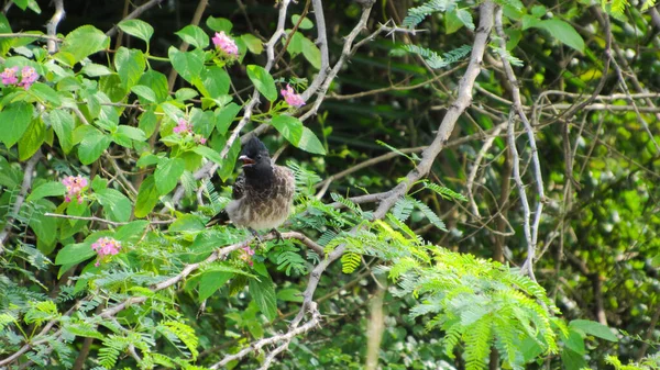 Oiseau Assis Sur Branche — Photo
