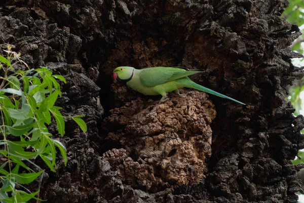 Ağaçta Oturan Papağan — Stok fotoğraf