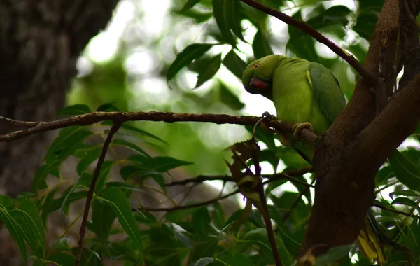 Попугай Сидит Дереве — стоковое фото