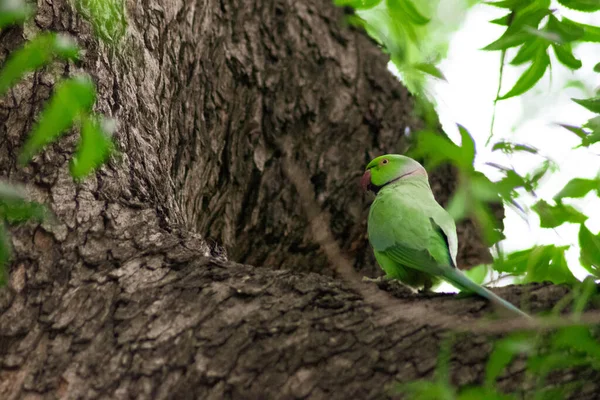 Попугай Сидит Дереве — стоковое фото