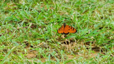 Çimlerin üzerinde kelebek