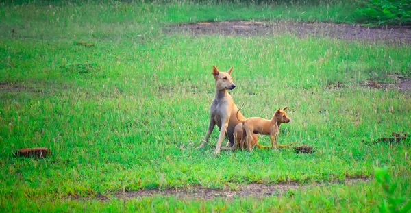 Amor Cão Com Filhote Cachorro Bonito — Fotografia de Stock