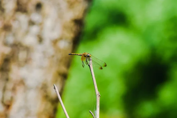 Insecte Sur Branche Arbre — Photo