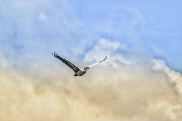 Pelican Flying Sky — Stock Photo, Image