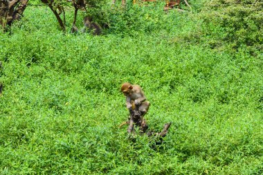 Ağaçta oturan maymun.