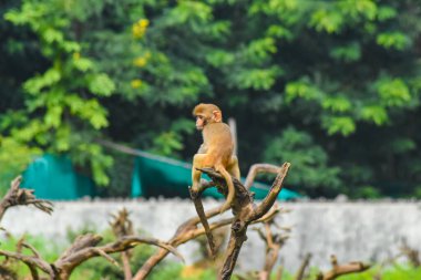 Ağaçta oturan maymun.