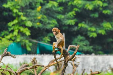 Ağaçta oturan maymun.