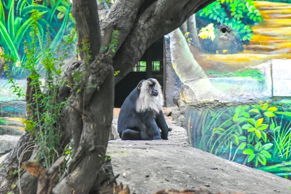 庭でバラ — ストック写真