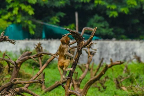 Monkey Sitting Tree — Stock Photo, Image