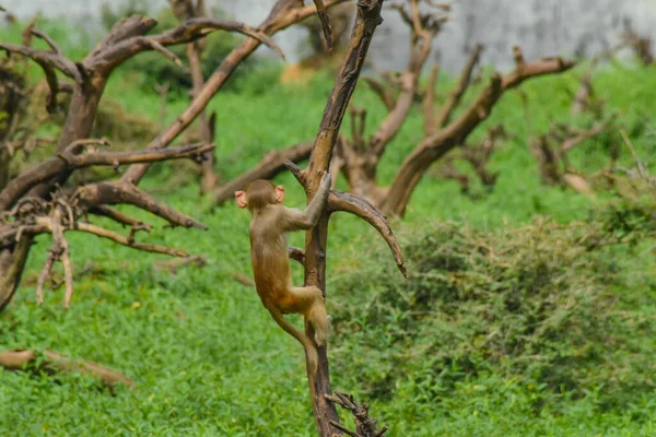 Monkey Sitting Tree — Stock Photo, Image