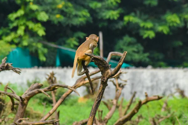 Monkey Sitting Tree — Stock Photo, Image