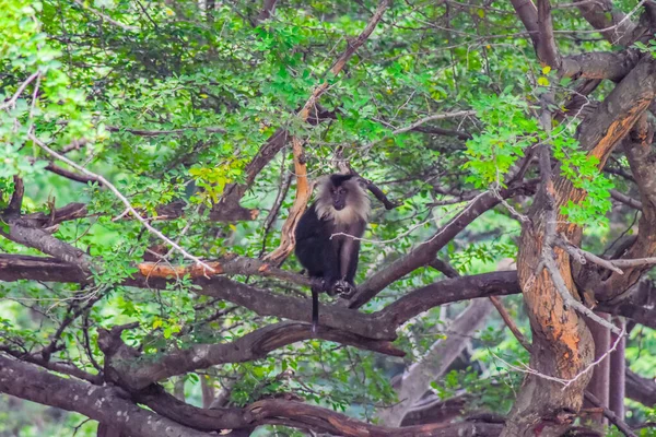 Monkey Sitting Tree — Stock Photo, Image