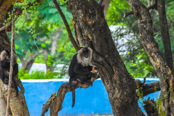 Monkey Sitting Tree — Stock Photo, Image