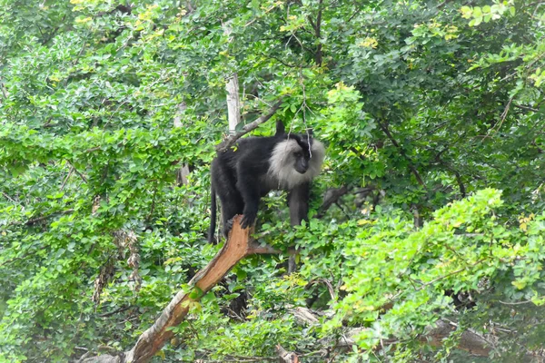 Singe Assis Sur Arbre — Photo