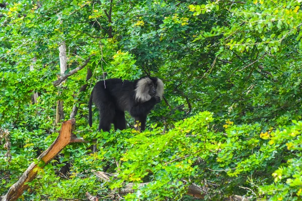 Monkey Sitting Tree — Stock Photo, Image