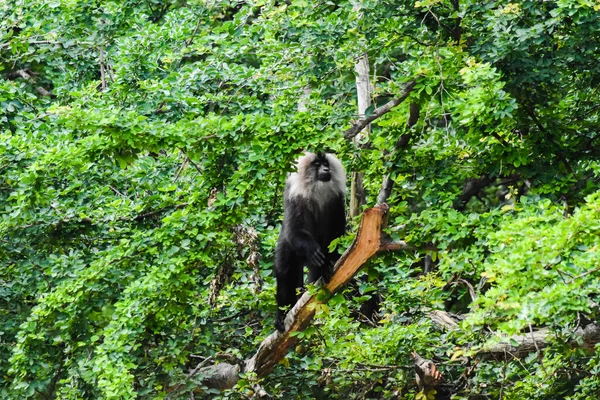 Monkey Sitting Tree — Stock Photo, Image