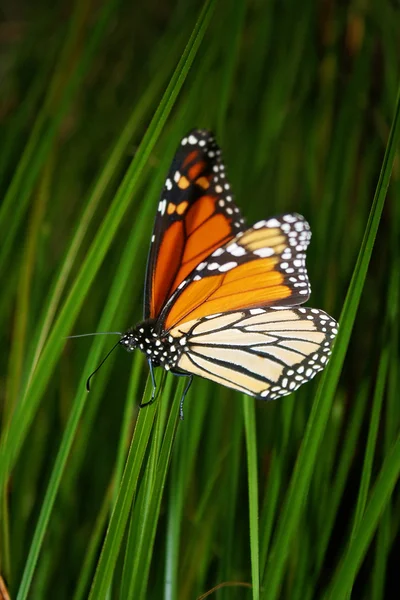 Bella farfalla monarca — Foto Stock