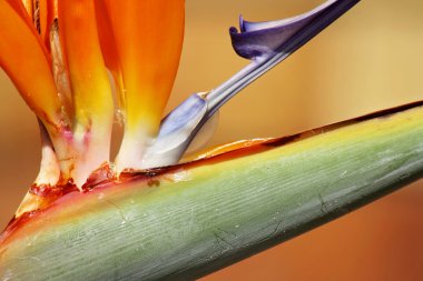 Tropik cennet kuşu çiçeği kadar kapatın