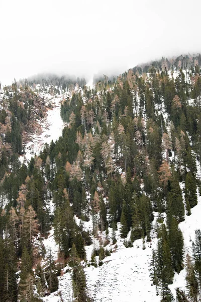Dolomite 'daki karlı bir ormanda yeşil ve kahverengi ağaçlar.