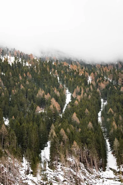 Dolomite 'daki karlı bir ormanda yeşil ve kahverengi ağaçlar.