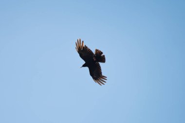 Kartal zarif bir şekilde uçarak yiyecek bir av arıyor.
