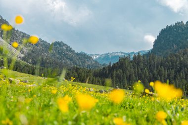 Pireneler dağlarındaki renkli ve güzel çiçek tarlaları