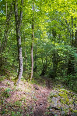 Katalan Pireneleri 'nde, ormanın ortasındaki patika.