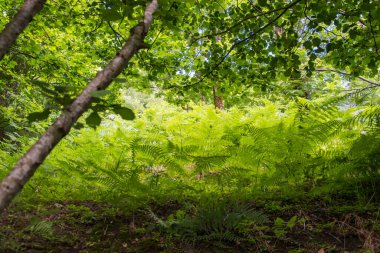 Ormandaki yeşil tropikal bitkiler güneş ışınlarıyla vuruldu.