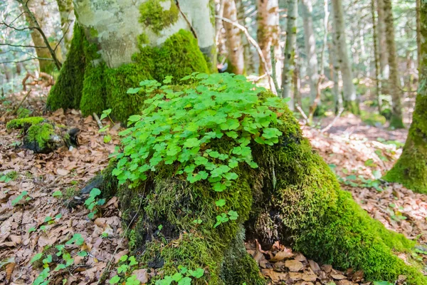 Cut Trunk Full Clover Middle Forest — Stock Photo, Image