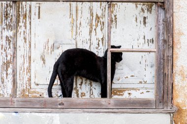 Porto, Portekiz 'de terk edilmiş bir evin penceresinde bekleyen kara kedi. Arka plan ahşap beyaz masa.