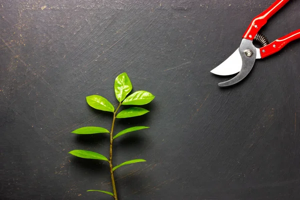 Garden shears and a small tree sapling on a black background. Landscaping of the garden. Background image.