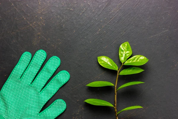 Gardening glove and green seedling on a black background. Preparing a seedling for planting in the ground. Garden work in the building yard. Background image — Fotografia de Stock