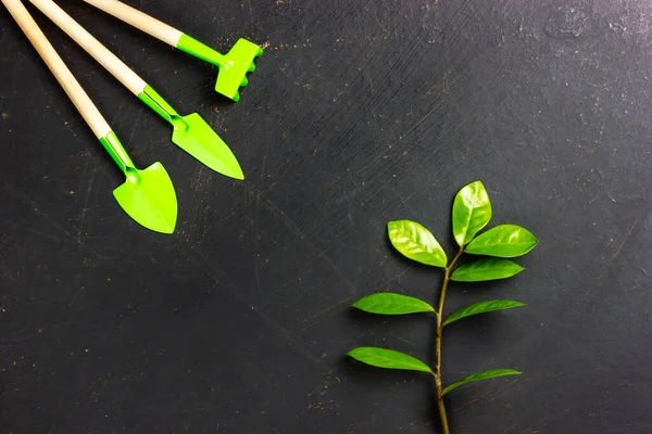 Ferramenta de jardinagem e broto verde de uma árvore em um fundo preto. Cultivo vegetal. Cuidar do meio ambiente. — Fotografia de Stock