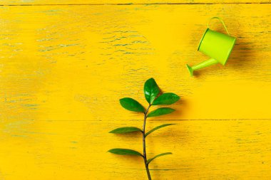 Bahçe sulama kutusu ve ağaç filizi. Büyüme, küçük bir filizlenme..