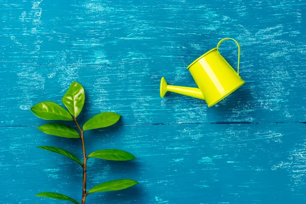 Um jardim que molha pode molhar uma árvore brotar. Plantas em crescimento. Cultivo. — Fotografia de Stock