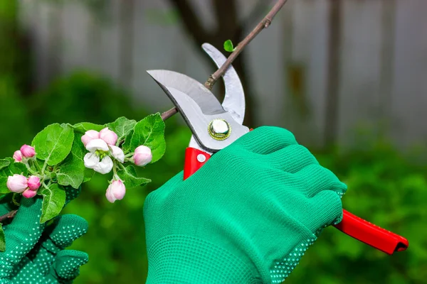 Ağaçları budama makası ile budama işlemi.