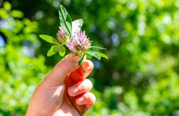 Bir çocuğun elinde yabani bir çiçek. Yonca çiçeği elinde. Çayırda yürü.