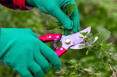 Çalı buduyorum. Bahçe işleri. Bahçıvanın elindeki budama makinesi. Makas çalışıyor.