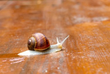 Tahta bir yüzeyde sürünen bir salyangoz..
