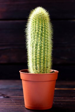 Çiçek saksısında yeşil kaktüs. Gösterişsiz bir kaktüs..