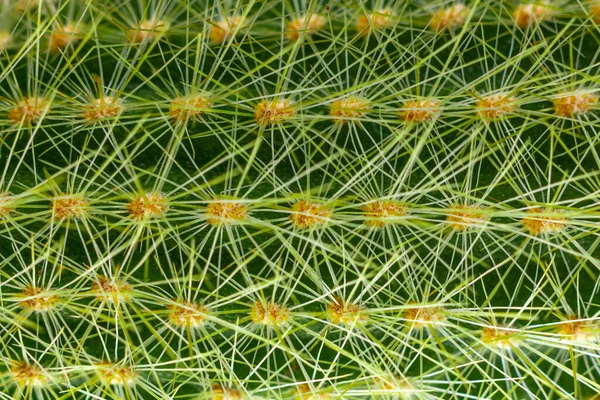 Closeup of cactus needles. Cactus close-up. Green cactus. — Stock Photo, Image