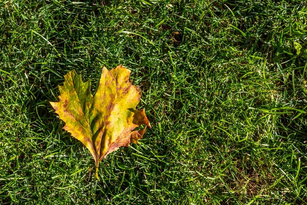 Folha amarela na relva. Folhas caídas. Temporada de outono. — Fotografia de Stock