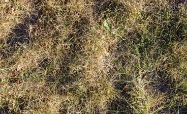 Kuru ot. Kuru çimler. Eski harabe çimenler.