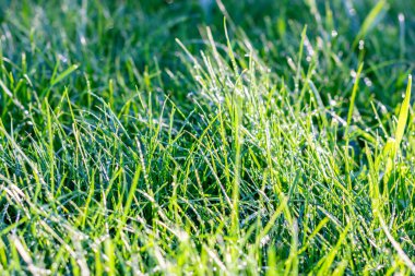 Islak çimenler. Su damlalı yeşil çimen. Güneş ışığındaki çiy tanesi.