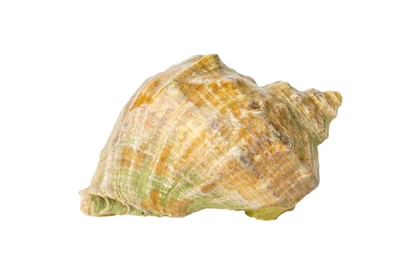 Seashell isolerad på vit bakgrund. Seashell närbild. — Stockfoto