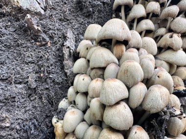 Mantar kümesi. Çeşitli yaratıcı ihtiyaçlar için uygun