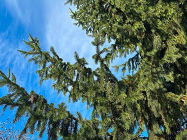 Çam ağacı dalları açık mavi gökyüzüne karşı. Yaratıcı ve ticari projeler için mükemmel.