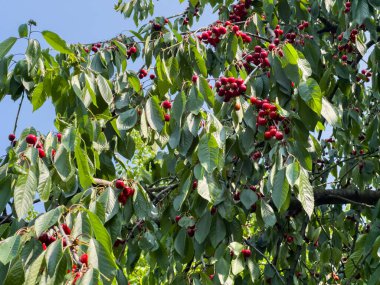 Yeşil yaprakları ve mavi gökyüzü olan bir ağaçtaki kirazlar. Çeşitli yaratıcı ihtiyaçlar için uygun
