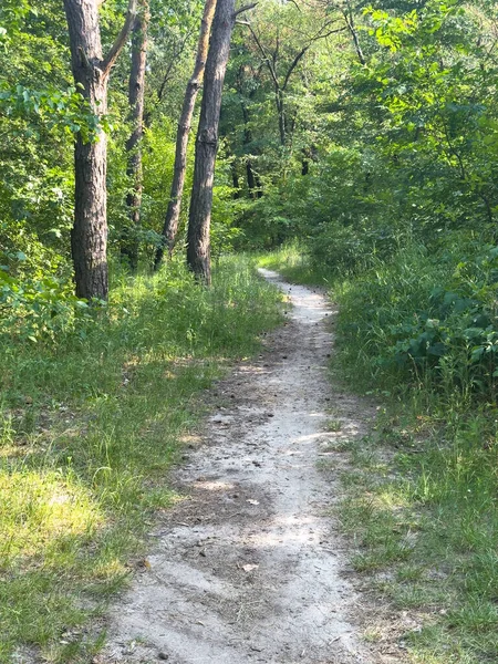 Orman yolu yemyeşil ve uzun ağaçlarla çevrili. Yaratıcı ve ticari kullanım için ideal